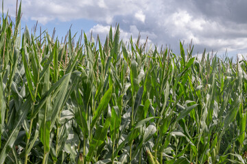 Champs de Maïs en Belgique, Poperinge
