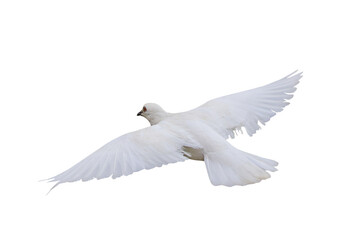 Beautiful flying White dove isolated on transparent background png file