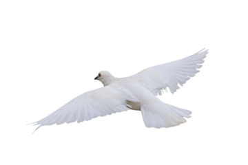 Beautiful flying White dove isolated on transparent background png file