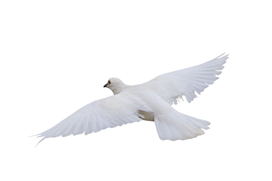 Beautiful flying White dove isolated on transparent background png file