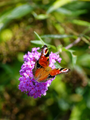 European peacock butterfly