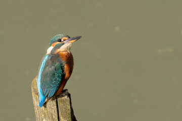 Common European Kingfisher shot on Canon R5 + Sigma