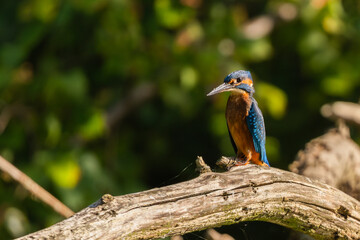 Common European Kingfisher shot on Canon R5 + Sigma
