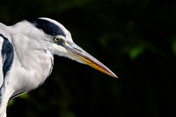 Grey Heron shot on Canon R5 + Sigma