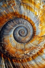 Fototapeta premium Mesmerizing Magnified Snail Shell Revealing Intricate Spiral Patterns and Natural Textures