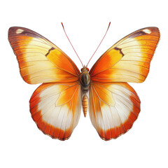 Fototapeta premium A stunning orange and white butterfly, showcasing intricate patterns and vibrant colors. Ideal for nature and wildlife themes.