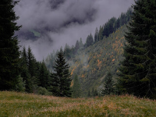 moody mountain forest slopes with mist fog. Wilderness in the alps. autumn nobody landscape. 