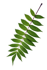 green leaf 