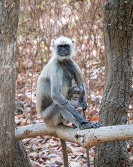 A langur monkey holding her baby in the wild