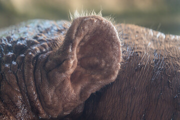 Hippopotamus ear close up.