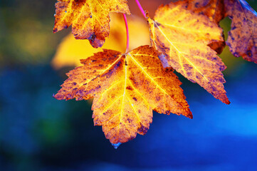 autumn leaves