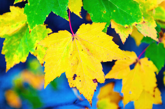 Leaves changing to Autumn colors