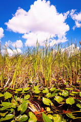 lily pads in the Everglades