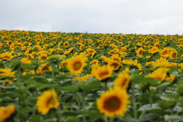 Obraz premium 丘一面に広がり花を咲かせるヒマワリ