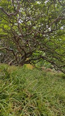 Rivendell filming location Lord of the Rings in Kaitoke Regional Park, New Zealand