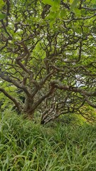 Rivendell filming location Lord of the Rings in Kaitoke Regional Park, New Zealand