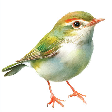 recommend clip art: cute Common tailorbird watercolor clipart illustration isolated