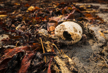 A summer HDR image of a sea sponge Porifera looking like a monster washed up on beach with seaweed....