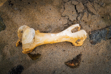 A summer HDR image of unidentified animal bones on a beach in benbecula, Outer Hebrides, Scotland.
