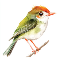 cute Common tailorbird watercolor clipart illustration isolated