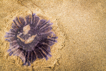 A summer HDR image of a dead bluefire jellyfish, Cyanea lamarckii, washed up on a South Uist beach in the Outer Hebrides, Scotland. 