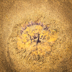 A summer HDR square image of a dead bluefire jellyfish, Cyanea lamarckii, washed up on a South Uist...