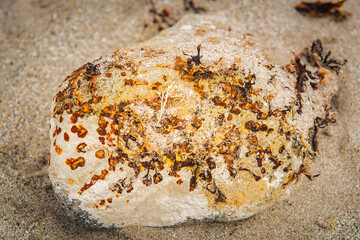 A summer close up HDR image of a piece of rock on a beach in South Uist covered in lichen and...
