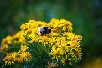 A summer HDR of a buff tailed Bumble Bee, Bombus lucorum feeding on Ragwort, Jacobaea vulgaris, in the Machair on South Uist, Scotland. 