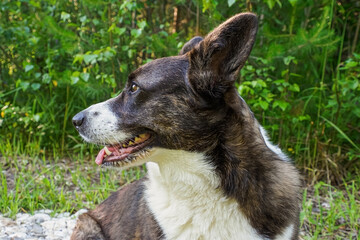 Dog. Welsh corgi Pembroke. Pets. Animal themes.