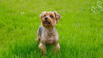 Dog. Yorkshire terrier. Portrait of a funny smiling dog. Pet.