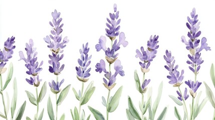 delicate watercolor lavender flowers forming seamless border soft purple hues blending with green stems ethereal botanical illustration on pristine white background