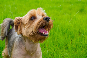 Dog. Yorkshire terrier. Portrait of a funny smiling dog. Pet.