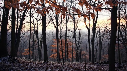 Fototapeta premium Autumn Forest at Sunset