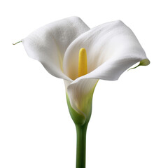 White calla lily flower with yellow spathe isolated transparent background
