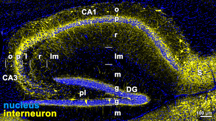 マウス海馬におけるparvalbumin陽性interneuronの分布を示す蛍光画像。parvalbuninはオレンジで、核は青で示す。注：核染色を組み合わせることで、より錐体細胞層（p）にparvalbunin陽性細胞が存在することが分かる。