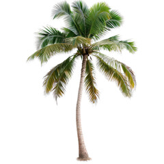 Tropical palm tree isolated transparent background