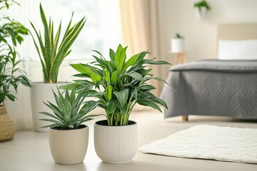 Fototapeta premium Potted sansevieria, dracaena, aloe vera house plants, clear bedroom on background with copy space on the right.