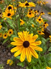 Black-eyed Susan Flower