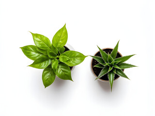 Two plants in a vase on a white background, top view, place for text, wallpaper
