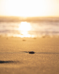 Stone in Sand Sunset