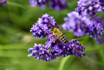 A bee collects nectar from lavender flowers