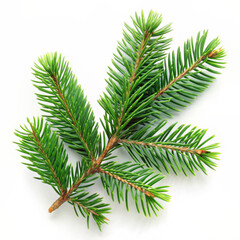 Fototapeta premium Close-up Christmas tree branch on a white background. 