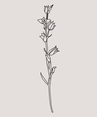 Disegno stilizzato di pianta. Schizzo fiore minimal, tratto linee. Catalogo botanica