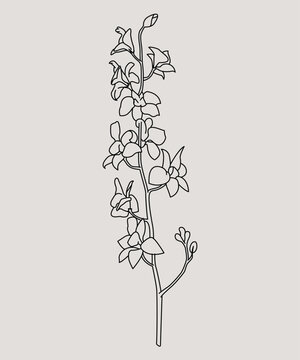 Disegno stilizzato di pianta. Schizzo fiore minimal, tratto linee. Catalogo botanica