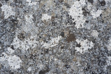 Stone surface with fungi Cladia retipora in the wet environment