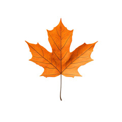 Fototapeta premium A vibrant orange maple leaf isolated on a clean background, showcasing autumn's beauty and nature's seasonal change.