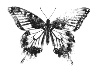 PNG  Grunge butterfly ink illustration