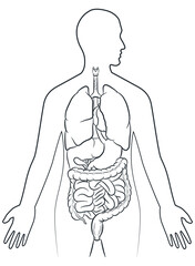 Sketch Human Internal Organs Inside Body