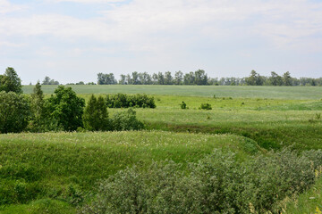 green hills with a field with trees in the background © Irina