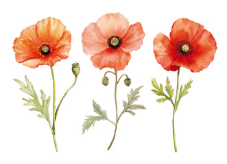 watercolour clipart of Poppy